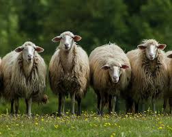 My sheep know my voice.